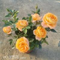 玫瑰花苗盆栽大花四季开花带花苞玫瑰月季蔷薇室内外植物 小盆果汁阳台