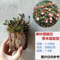带花苞 精选石斛 木桩栽好铁皮金钗鼓槌报春玫瑰天宫花卉绿植 米粒石斛8-10苗带木墩