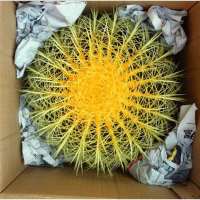 [3颗9.9金虎仙人球]超大多肉金虎仙人球办公桌吸甲醛防辐射盆栽 特价两年金虎7-8厘米[生根粉] 不含盆