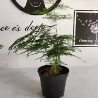 发财树栀子花绿植花卉盆栽绿萝吊兰长寿花水培植物富贵竹桌面盆栽 文竹1棵不含吸水盆 带盆栽好发货