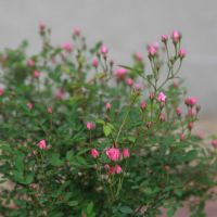 带花苞多花微型小五彩月季四季开花阳台月季花苗日本超微迷你盆栽 超威小杯苗 不含盆土球发货