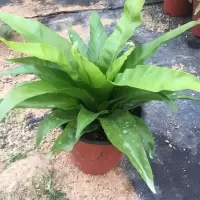 鸟巢蕨铁线蕨狼尾蕨平安蕨鹿角蕨珊瑚蕨蕨类植物室内盆栽净化空气 阔叶鸟巢蕨