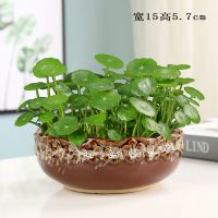 无孔铜钱草花盆莲荷花水培容器中式插花器陶瓷批发清仓水仙睡莲碗 水培 无孔 送5棵子款式1
