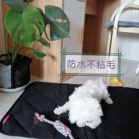 狗窝四季通用宠物地垫不粘毛狗狗垫子耐咬防水狗笼猫窝垫子 50*36小号(5斤以内) 黑色