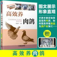 正版 高效养肉鸽 养鸽子书籍鸽子养殖技术大全鸽子疾病诊断与防治 高效养肉鸽