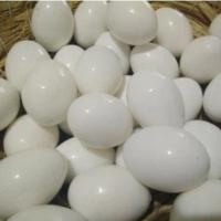 鸽子用品用具假鸽子蛋假蛋实心假蛋孵卵用品草窝鸽子笼塑料草盆 假蛋10个