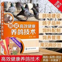 图说高效健康养鸽技术 养鸽子书籍 肉鸽养殖书籍 饲料配 养殖书籍 图片色