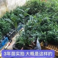 清香木盆栽室内驱虫四季常青绿植懒人好养花卉植物防蚊盆栽驱蚊草 驱蚊草1棵装 2年小苗