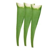 [芦荟]美容库拉索芦荟叶片灌肤补水祛痘淡印芦荟胶保湿盆栽植物 7年300克一片(发三片送刮汁梳)