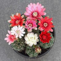 开花樱花罗星丸仙人球裸萼球属群生多头易群花阳台盆栽多肉植物 绯花玉5-7cm带花苞