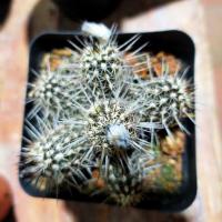 简卉奇想丸仙人球晚上开花多肉植物开花仙人球阳台防辐射小盆栽 实生多头奇想丸 裸根发货