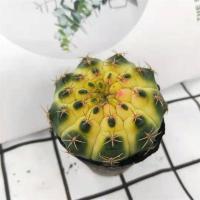 多肉植物开花实生仙人球盆栽室内办公桌易养四季绿植 翠晃冠锦3-5CM 裸根脱土