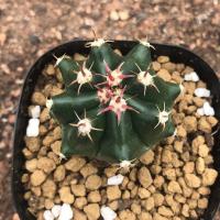 宽刺巨鹫玉开花仙人球刺座超狂超漂亮防辐射 短刺巨鹫玉小