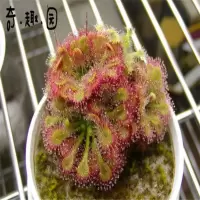 茅膏菜捕虫草粘虫高手特价捕蝇草猪笼草新手推荐特价 勺叶茅膏菜苗 带盆种好