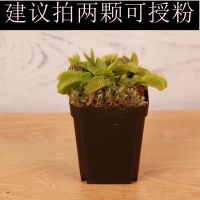 捕蝇草小苗超大苗新品种猪笼草驱蚊草捕虫草室内盆栽绿植花卉植物 绿巨人[十夹左右]方盆 带盆栽好