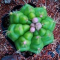 [三只蝴蝶_绿王丸仙人球]稀有多肉植物 绿植 盆栽 室内 防辐射 绿王丸1-2cm实生 不含盆