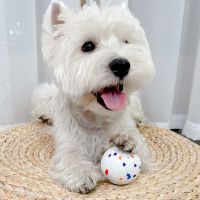 狗狗玩具耐咬弹力球实心球狗的生活用品宠物磨牙球球泰迪解闷神器 红橙蓝[6CM咬不烂球]-小号 [耐咬高弹性可浮水]