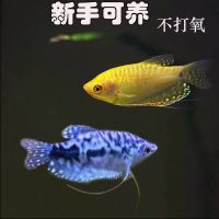 曼龙鱼活体中型鱼热带观赏鱼淡水鱼新手宠物金鱼好养耐活鱼不打氧 2-4cm 精品曼龙饲料100g