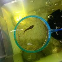 彩虹雷龙鱼耐活淡水鱼观赏鱼活体雷龙鱼冷水鱼南醴鱼活体鱼凶猛鱼 彩虹雷龙苗 一条装