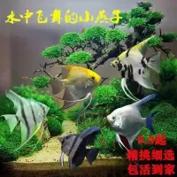 神仙鱼七彩神仙鱼燕鱼活体热带鱼秘鲁神仙中型观赏鱼活体 鱼粮40克
