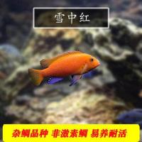 三湖慈鲷活体热带观赏鱼马鲷岩栖布隆迪六间热带观赏鱼淡水宠物鱼 4-5cm雪中红2条