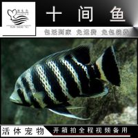 十间鱼非洲三湖慈鲷新手鱼好养大型热带观赏鱼凶猛鱼 5-6CM(1条)