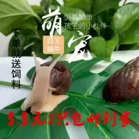白玉蜗牛美容蜗牛宠物活体观赏蜗牛学生教学观蜗牛寝室宠爬宠活体 白玉蜗牛2只(4厘米左右)