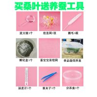 活体小蚕幼虫+新鲜桑叶+套装养蚕工具蚕宝宝套装学生七彩蚕金丝蚕 整套工具1份