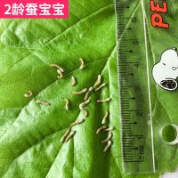 学生养蚕套装蚕宝宝活体宠物蚕虫七彩金丝蚕宝宝卵 新鲜桑叶 1龄蚕20条桑叶1包