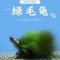 中华草龟培育的绿毛龟瑕疵品 4-6厘米 不要赠品只要优惠