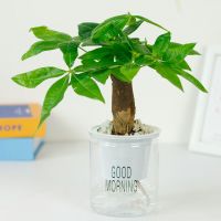 绿植盆栽花卉室内好养发财树办公室文竹栀子花绿萝水培小植物多肉 发财树(吸水盆) 带盆栽好(如图种植好送雨花石)