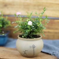 姬月季小盆栽蔷薇四季开花办公室迷你清新净化空气好养易活带苞发 姬月季+大肚禅意盆