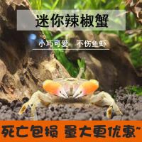 迷你辣椒蟹 生态瓶斑马鱼混养小螃蟹活体观赏蟹吃虫除藻 淡水宠物 辣椒蟹3只 送2只备损