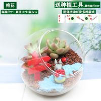 创意苔藓微景观植物多肉盆栽团体活动diy生态玻璃瓶桌面绿植盆景 10套起特价款景观-斜口10cm