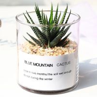 可爱绿植玉露苗多肉植物仙人掌类小盆栽室内桌面防辐射开花仙人球 十二卷(玻璃杯)赠白沙+营养土 含盆