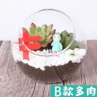 多肉苔藓微景观生态玻璃瓶材料包摆件活动套餐 多肉B款