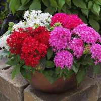 五星花繁星花盆栽四季开花易爆盆阳台庭院花园植物带花发货 五星花颜色随机1盆(12厘米盆)