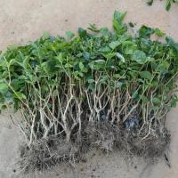 何家茉莉花盆栽横县茉莉花苗重瓣盆景室外内阳台庭院开花卉绿植物 4年苗2棵修剪