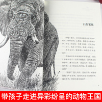 白象家族 沈石溪动物小说大王升级版书系全套 青少年课外启发读物7-9-10-12-15岁 中国儿童文学少儿童话故事小学生