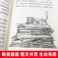 沈石溪动物小说全集正版全套8册 沈石溪的书全系列 小学生三五六年级读课外书籍 适合5年级阅读的经典儿童读物狼王梦白狼 3