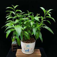 夜来香盆栽绿植花卉阳台庭院植物树苗办公室盆栽夜来驱蚊净化空气 3年苗一颗 不含盆