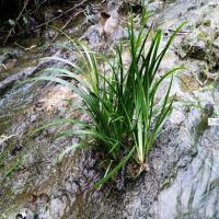买2送1石菖蒲野生附石菖蒲草室内水培龙根龟缸盆景植物土栽绿植苗 小窝18-20苗送菖蒲溪流石苔藓 不含盆