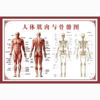 人体肌肉解剖图挂图人体内脏结构图全身分布穴位图人体骨骼图海报 Z32B-人体肌肉与骨骼图 40x60cm(pp胶 背面带