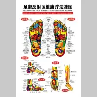 足部反射区挂图足底足疗好处图片经络穴位图墙贴中医养生海报 Z180-足部反射区健康疗法挂图 30x45cm(pp胶 背面