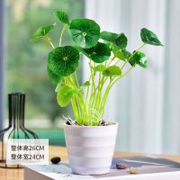 仿真铜钱草钱串子绿植金钱草新款盆栽客厅办公桌装饰摆件植物盆景 简约小白盆铜钱草