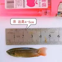 中国斗鱼活体野生普叉鱼苗淡水观赏鱼旁皮婆花手巾冷水鱼好养活鱼 4-5CM1条+鱼食