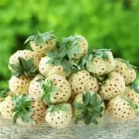 奶油草莓 水果种子 四季草莓种子 白草莓 阳台 盆栽超甜草莓种子 白草莓1包