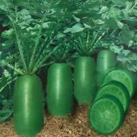 营养冰糖水果萝卜种子生吃沙窝萝卜甜脆四季易种阳台盆栽青绿萝卜 冰糖萝卜种子 简装208粒[优质新种子]