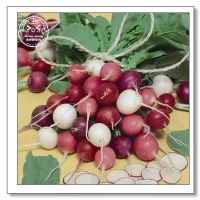 樱桃水果萝卜种子混合复活节彩蛋紫萝卜庭院阳台盆栽蔬菜 复活节彩蛋萝卜 简装300粒