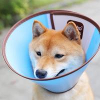 伊丽莎白圈大型犬金毛头罩狗狗头套防抓咬防舔猫宠物伊利沙白项圈 蓝色 A1(颈围11-14cm深9cm)